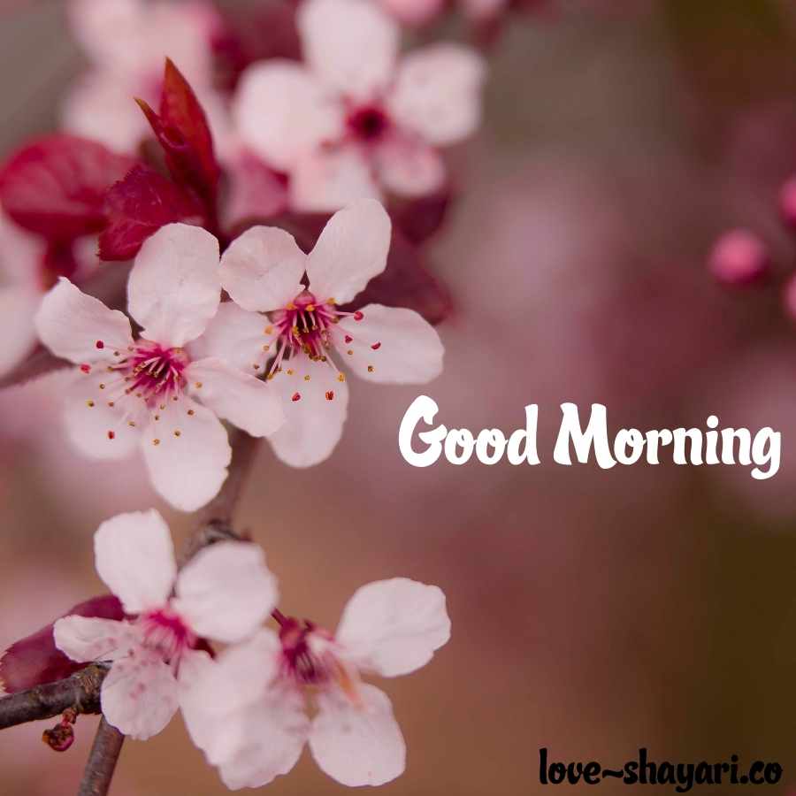 good morning flower hd images