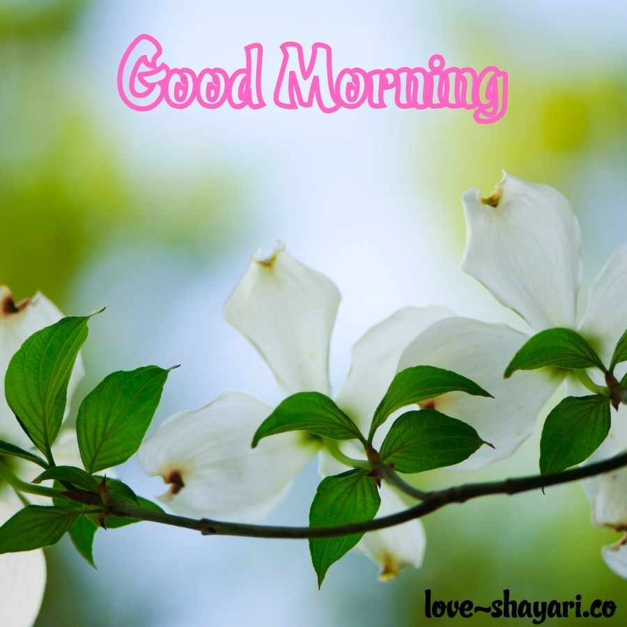 good morning flowers photos