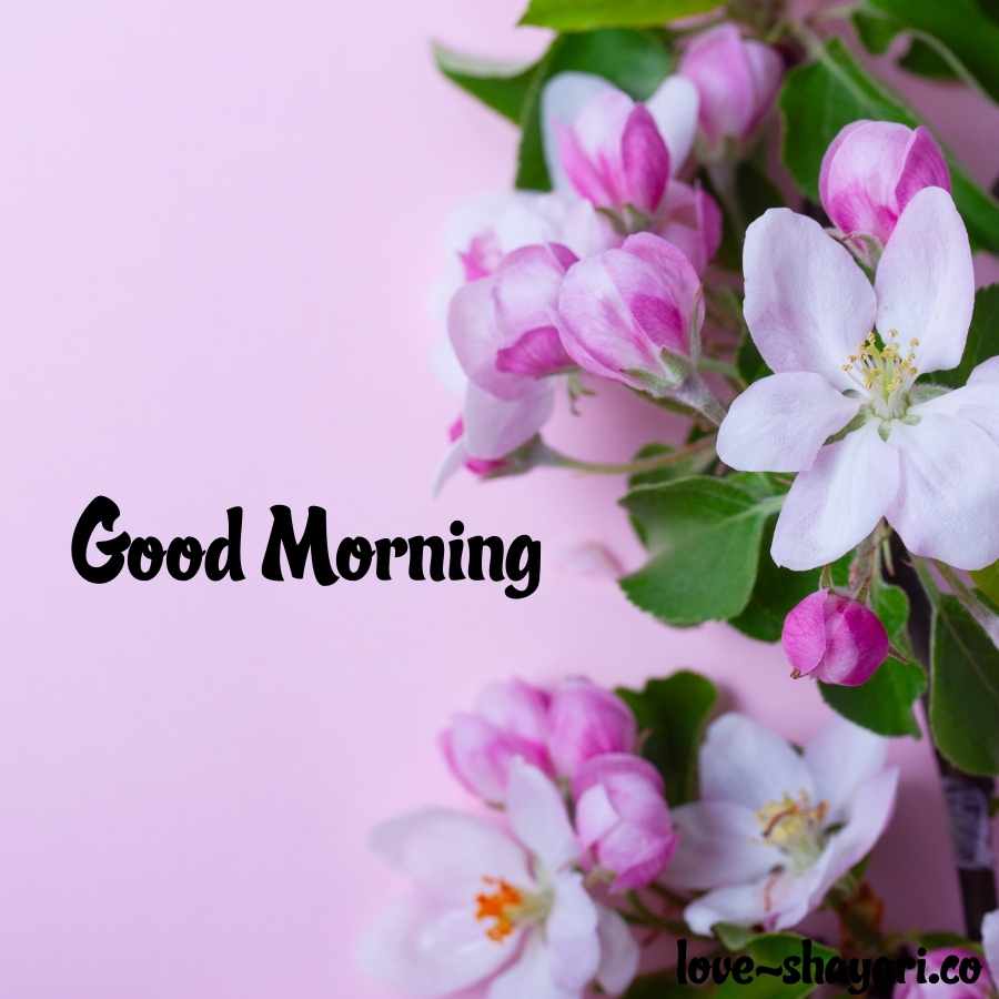 good morning flowers pics