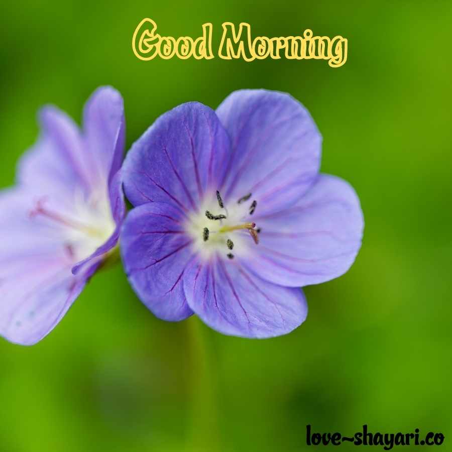 good morning images flowers