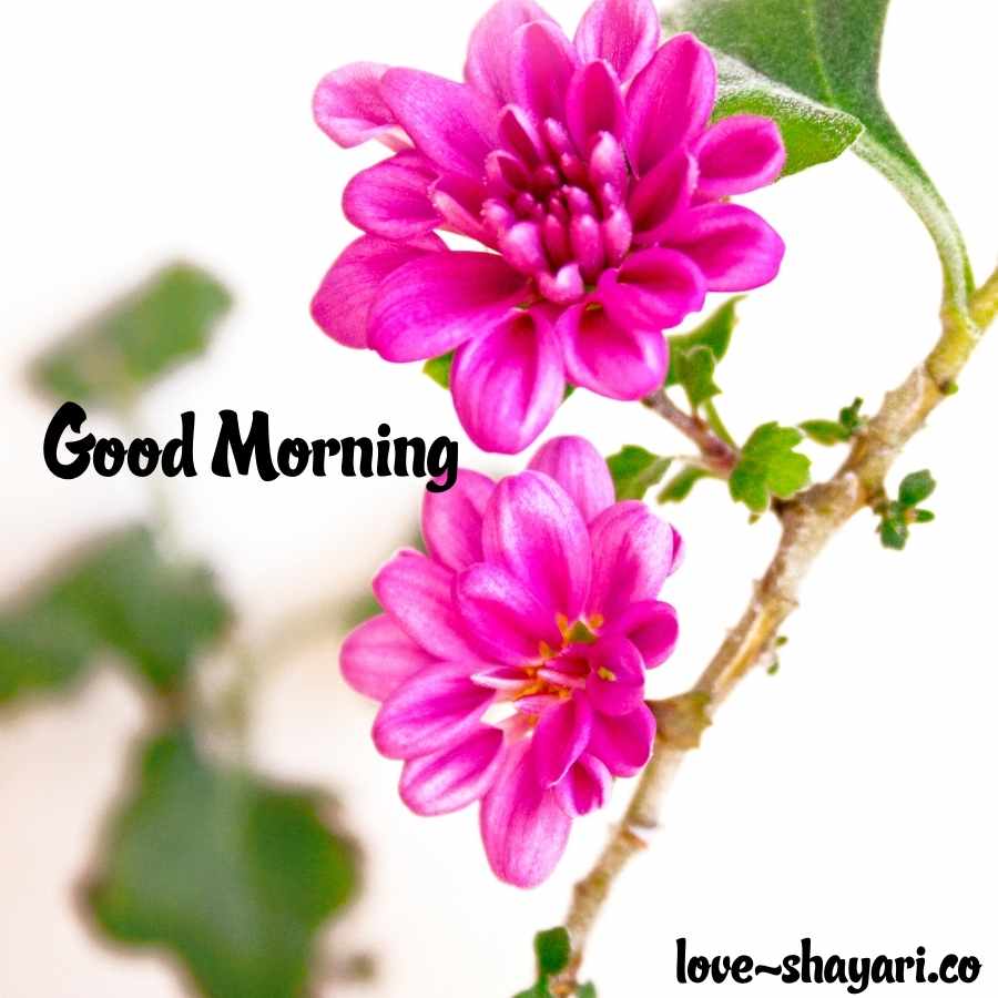 good morning flowers images