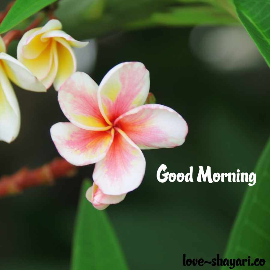 good morning flower images