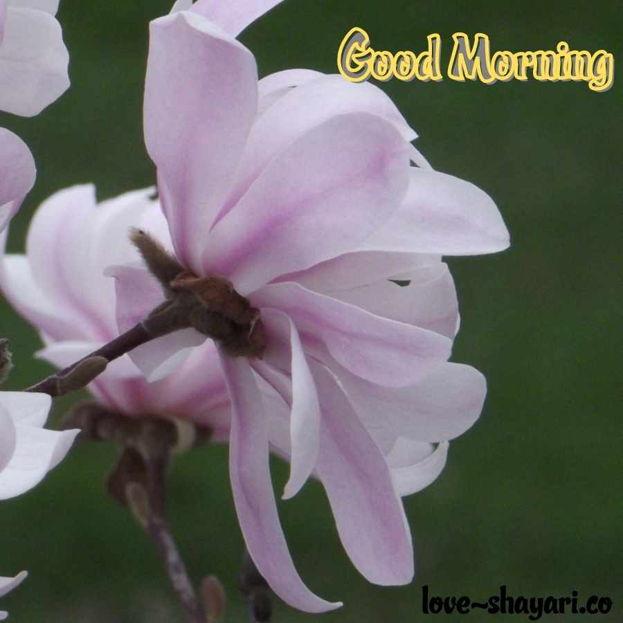 good morning images with flowers