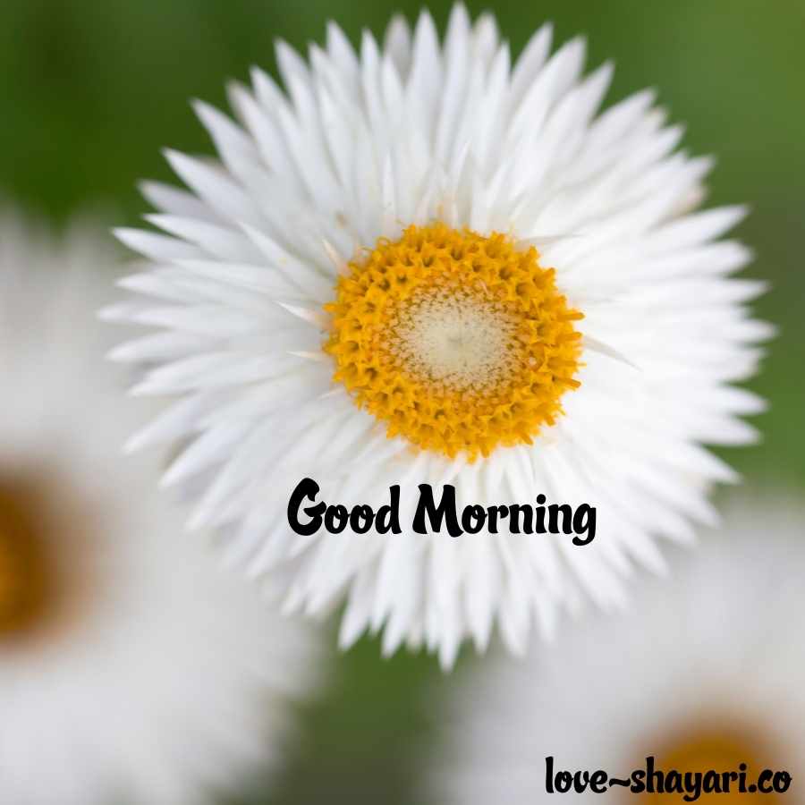 good morning flower images