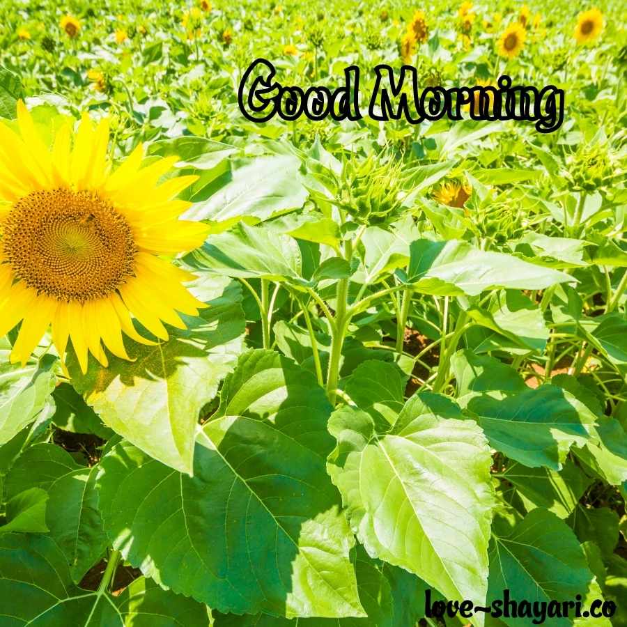 good morning flowers