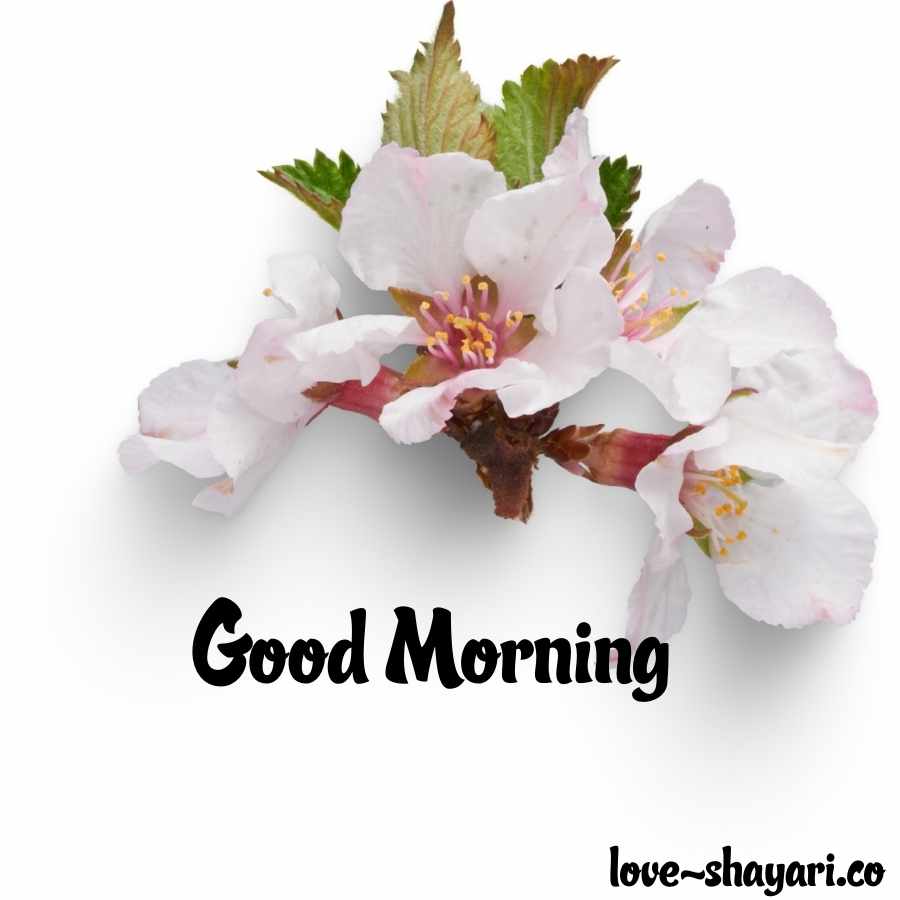 goodmorning flower images