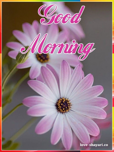 good morning flower images