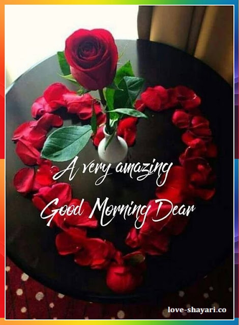 beautiful good morning rose