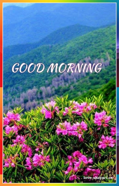 good morning flowers images hd