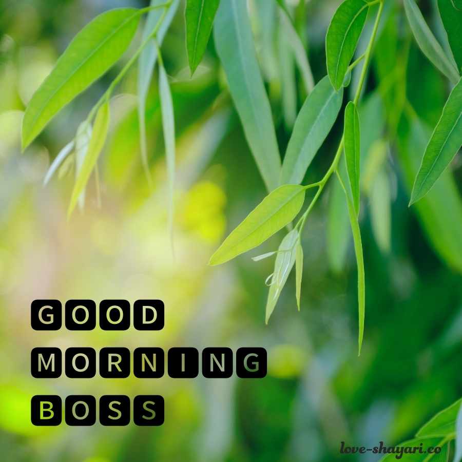 good morning image for boss