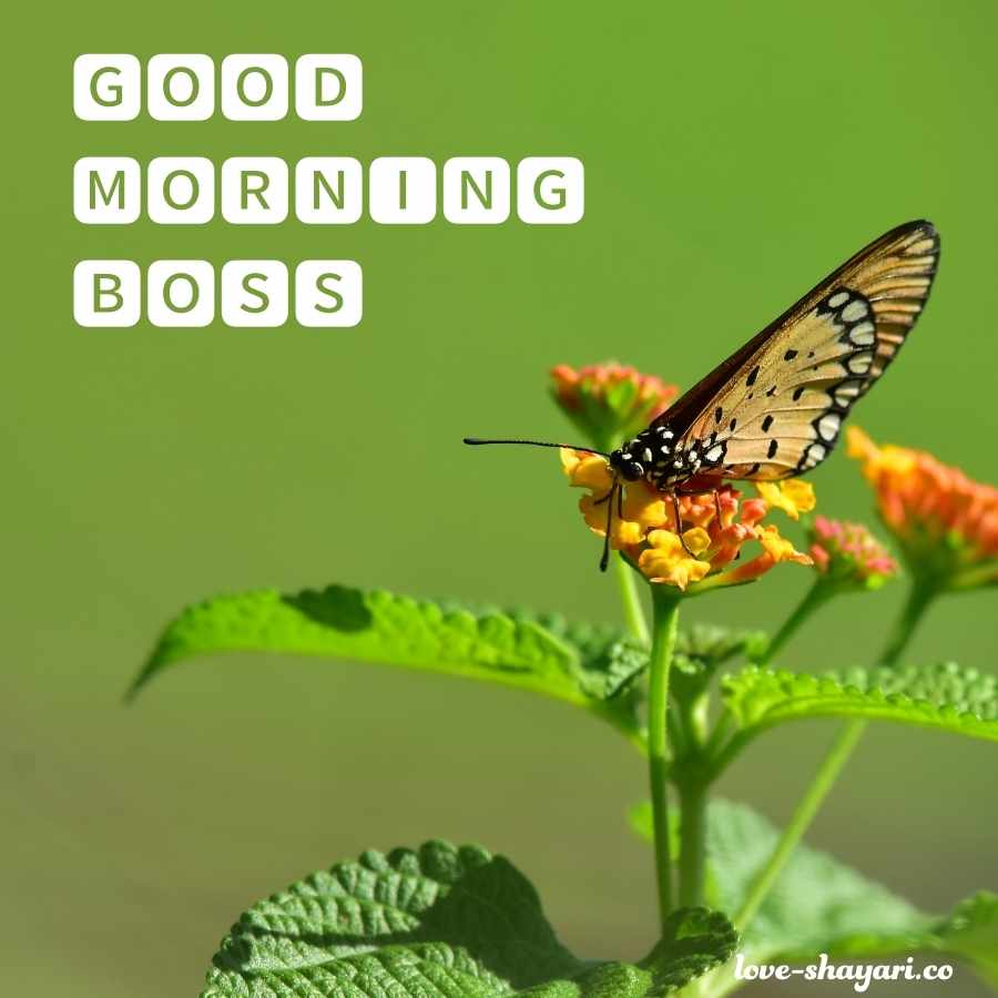 good morning boss have a nice day