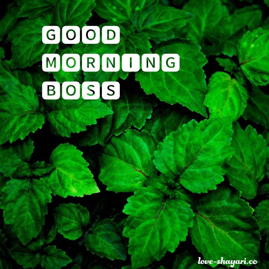 good morning you are great boss