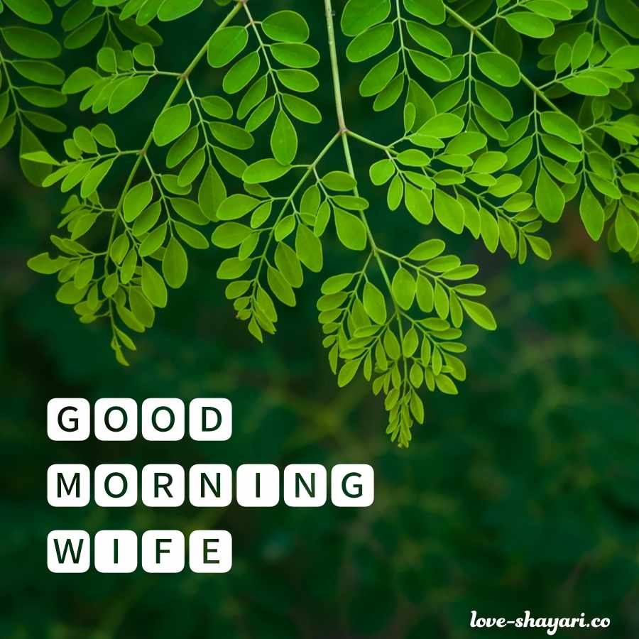 wife good morning wishes